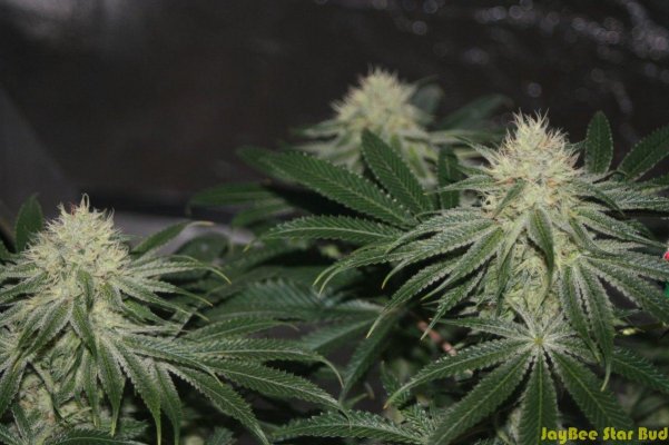 JB Dec Tent 2011_57.JPG