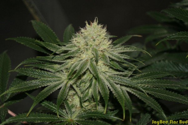 JB Dec Tent 2011_62.JPG