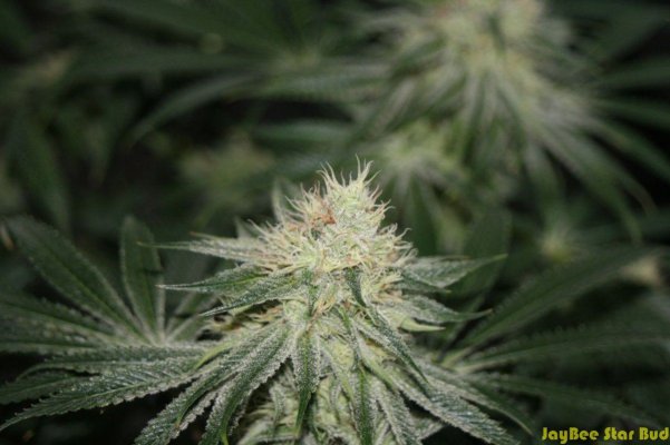 JB Dec Tent 2011_68.JPG