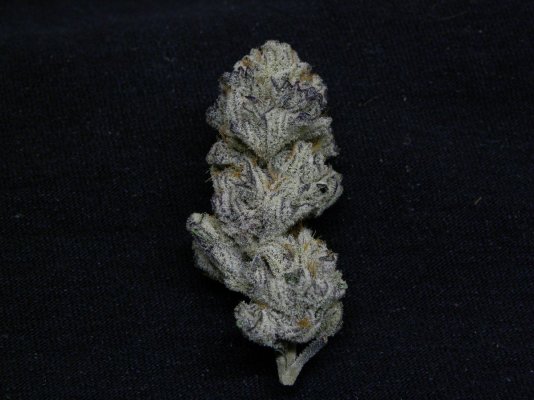 Insane Urkle, 4 Korner Kush and ???????????