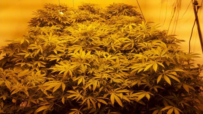 First UC grow!