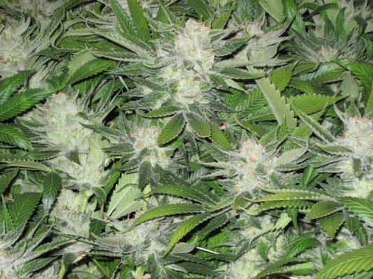 White OG in pure coco