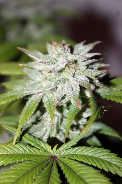 Day 52 first day of flush...a few strains