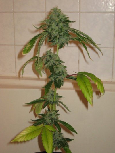 sd9 day47f d.JPG