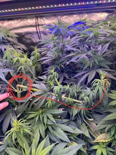 they-are-stretching-too-much-on-vegetative-can-i-control-the-height-using-super-cropping.jpg