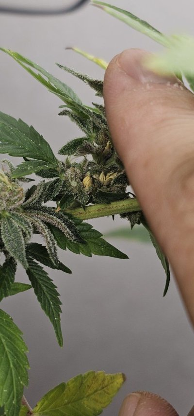 help-hermaphrodite-late-stage-flowering.jpg