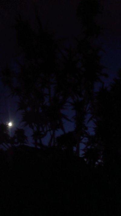 IMG_20250930_195530.jpg