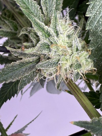 installed-a-new-light-during-flower-reveg-help-8.jpeg