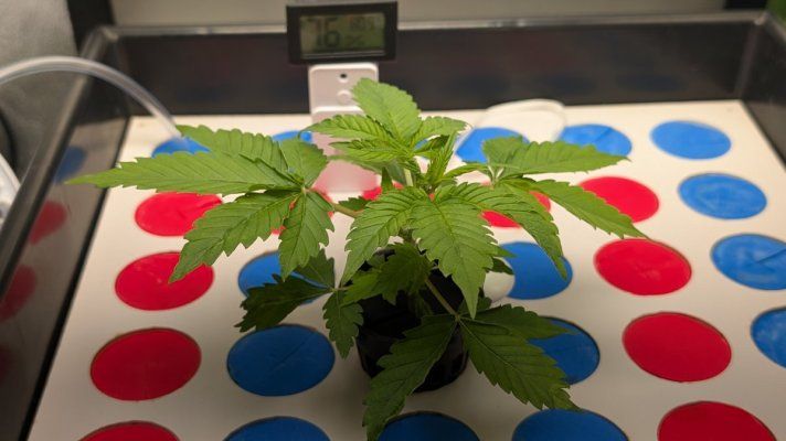 12-12 from seed community journal