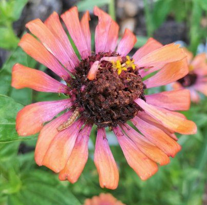 Buds & bugs outdoor pics collection