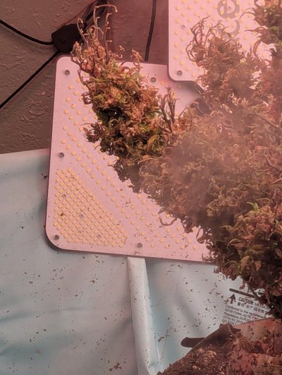 Hi there, new, showing off my plant