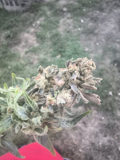 Need advice on what's happening with my plant