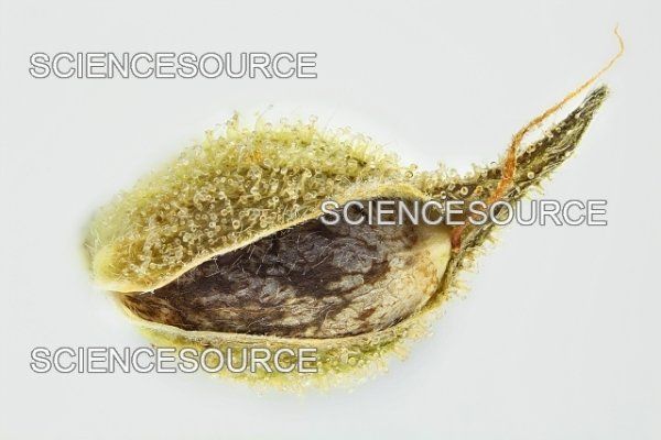 Weed wisdom required for a newbie novice!