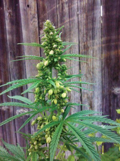 Weed wisdom required for a newbie novice!