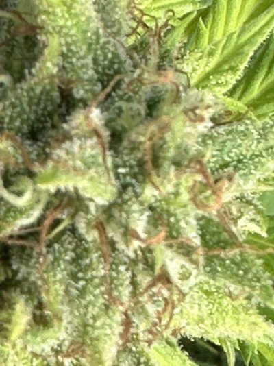 2-weeks-away-from-harvest-i-found--clipped-off-nugs-that-were-moldy-can-i-use-trifect-crop-co...jpeg