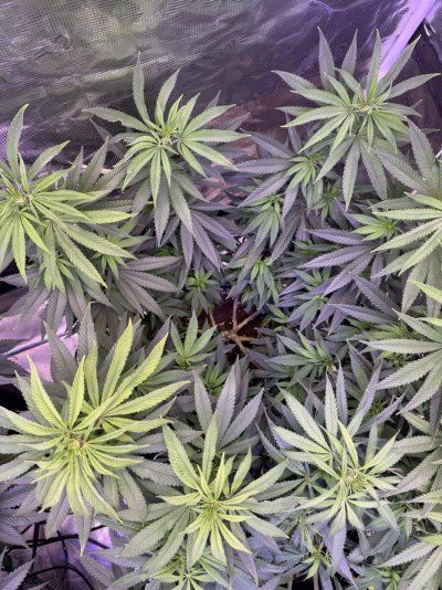 They are stretching too much on vegetative, can I control the height using super cropping ?