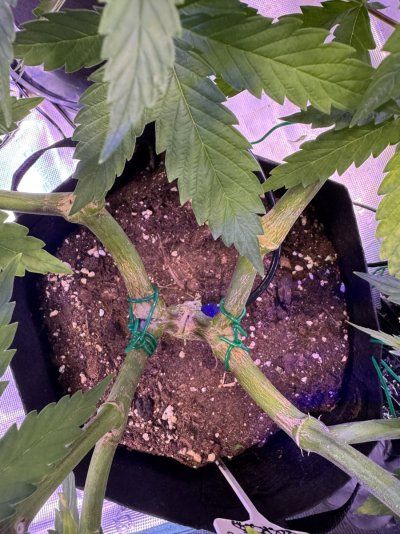They are stretching too much on vegetative, can I control the height using super cropping ?