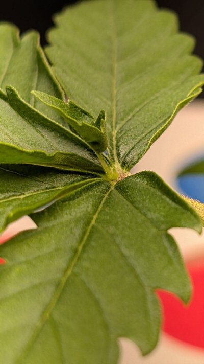 12-12 from seed community journal