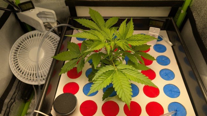 12-12 from seed community journal