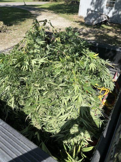 Unknown cannabis strain grow progress