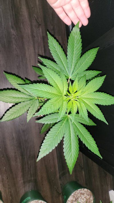 Bodhi Seeds Thread.