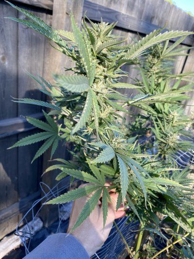 IMG_3211.jpeg