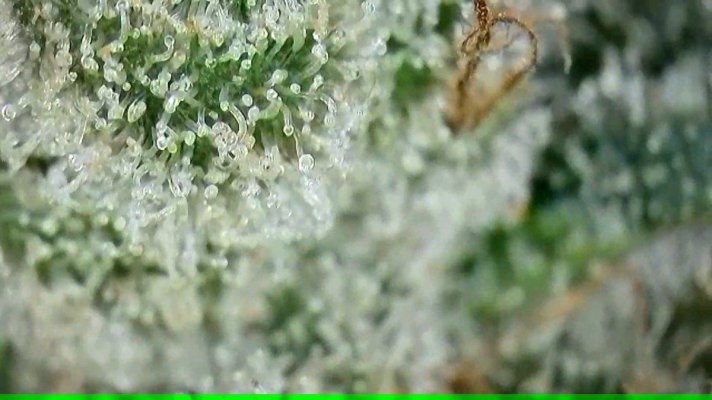 2x2 RDWC #4: Test with Bag Seed