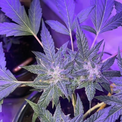 New grower! First time grow how am I doing?