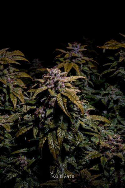 White Widow Kultivate 10.05.25-3.jpg