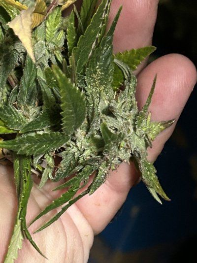 THE TRAINWRECK. Brought to you by thcfarrmer…..