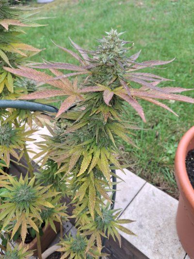Temperature concerns for outdoor plant