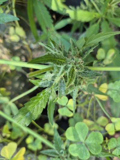 just noticed this on one of my plants. fungus , mold?