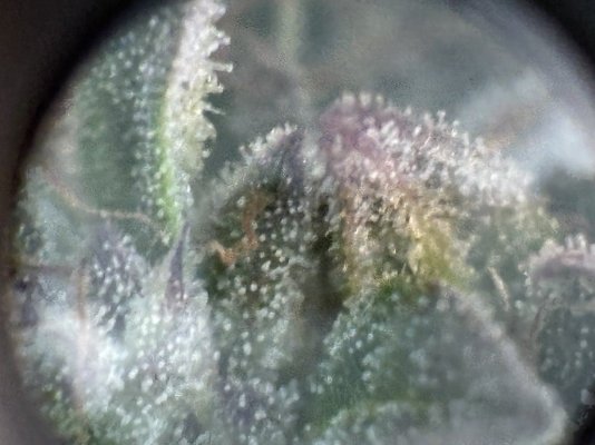 color-of-trichomes-are-tough-to-decipher-3.jpeg