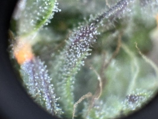 color-of-trichomes-are-tough-to-decipher-6.jpeg