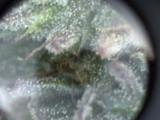 color-of-trichomes-are-tough-to-decipher-7.jpeg