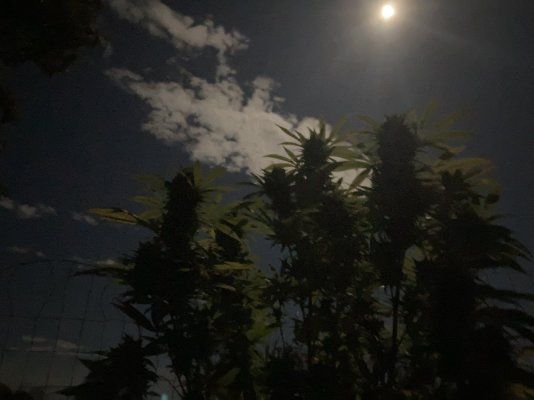 harvest-moon-2025.jpeg
