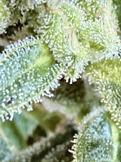fast-buds-gg4-auto-is-it-ready.jpeg
