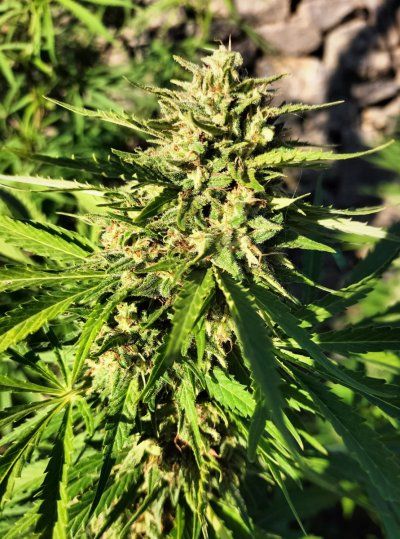 Buds & bugs outdoor pics collection