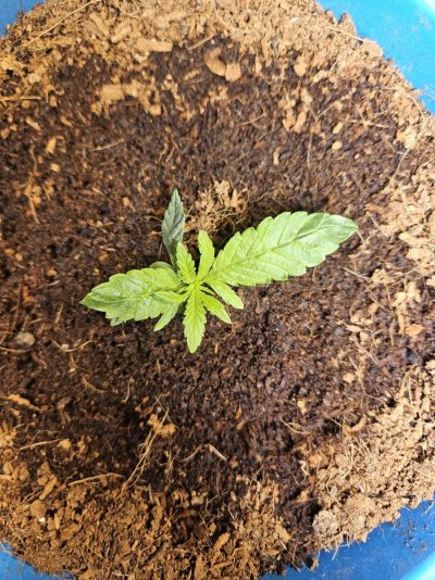 flower-time-in-two-weeks.jpg