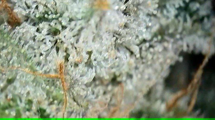 2x2 RDWC #4: Test with Bag Seed