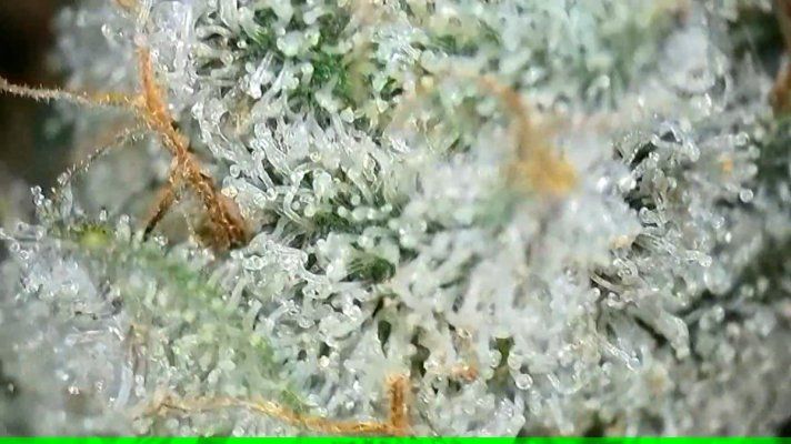 2x2 RDWC #4: Test with Bag Seed