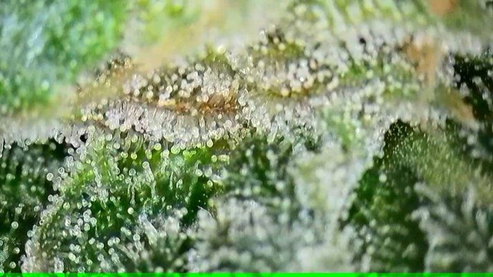 2x2 RDWC #4: Test with Bag Seed