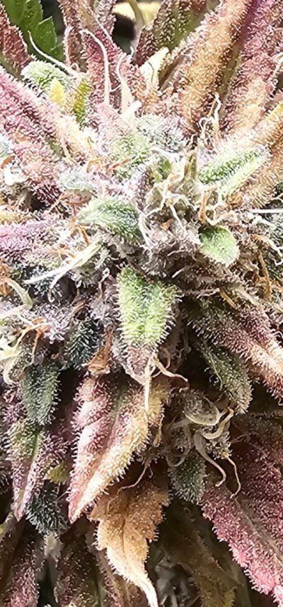 I'm 59 days into flowering with my first grow. I have 2 wedding cake plants in 5 gallon grow baskets.  Need help to see if it's time to harvest.