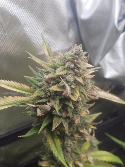 I'm 59 days into flowering with my first grow. I have 2 wedding cake plants in 5 gallon grow baskets.  Need help to see if it's time to harvest.