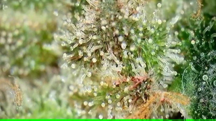 My harvest window is about to begin