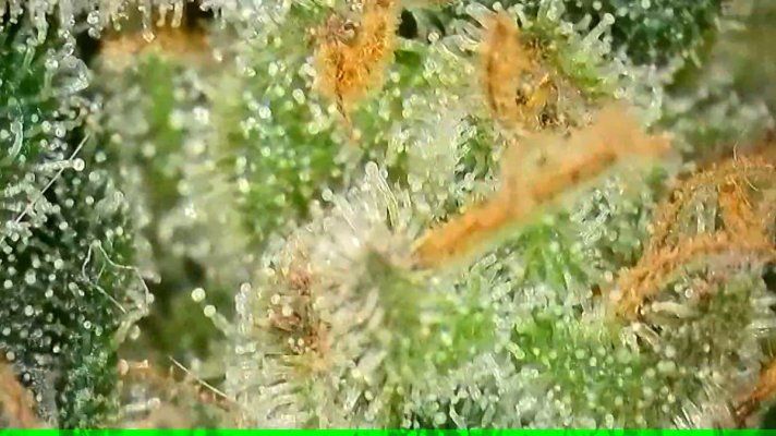 My harvest window is about to begin