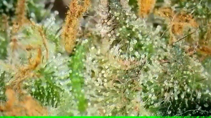 My harvest window is about to begin