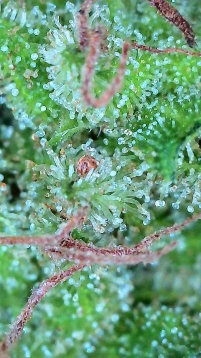 Should I harvest now to avoid cold weather?