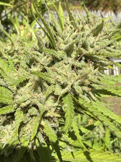 Should I harvest now to avoid cold weather?