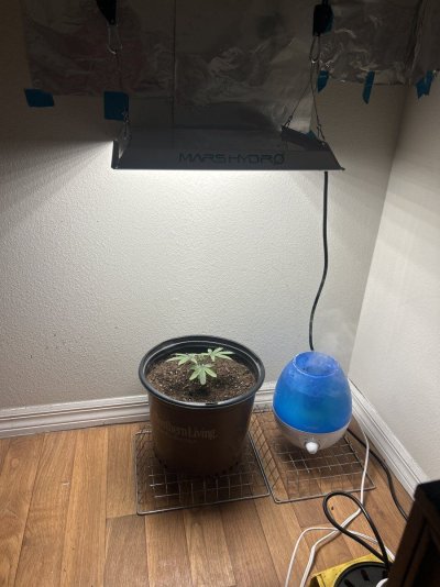 New light! And new growth!!